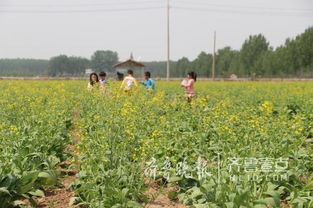 即墨移風(fēng)上百畝油菜花盛開(kāi),生態(tài)旅游小鎮(zhèn)藍(lán)圖初現(xiàn)