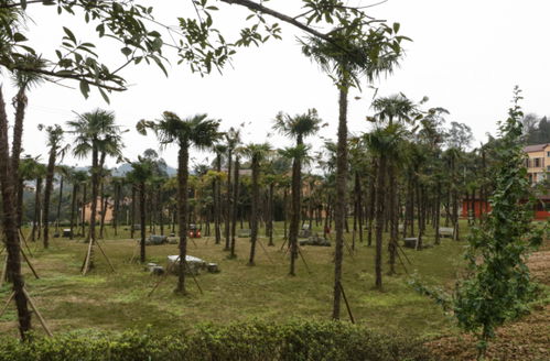 莫負(fù)春日好時(shí)光,沙坪壩精品賞花采摘線路推薦給您