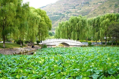武山縣寧遠(yuǎn)生態(tài)園 一池荷葉無窮碧 猶有清蓮醉游人 組圖
