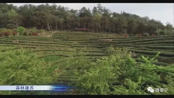 泰寧 做好生態(tài)文章 推進(jìn)綠色發(fā)展